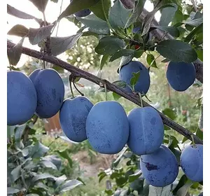 Слива "Чачакська найкраща" Слива "Чачакська найкраща"