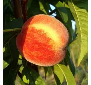 Персик "Манон" Персик "Манон"
