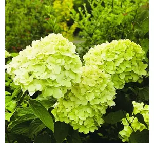 Гортензія Mojito 1річні Гортензія Mojito 1річні
