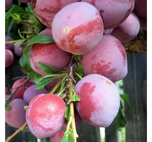 Слива "Киргизька" Слива "Киргизька"