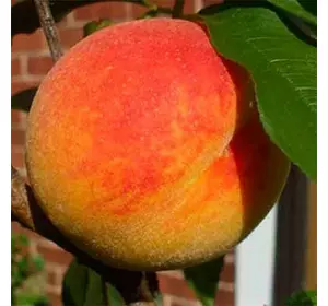 Персик "Харроу Даймонд" Персик "Харроу Даймонд"
