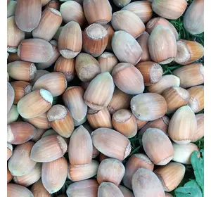 Фундук "Вебба Цінний" 2 - річний Фундук "Вебба Цінний" 2 - річний