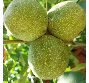 Горіх "Ідеал" 3 - річний Горіх "Ідеал" 3 - річний