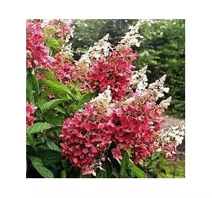 Гортензія Pinky Winky 1но річна Гортензія Pinky Winky 1но річна