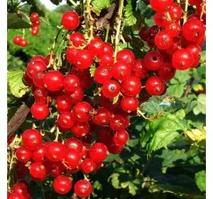 Порічка "Мармеладниця" Порічка "Мармеладниця"