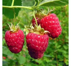 Малина "Феномен" Малина "Феномен"