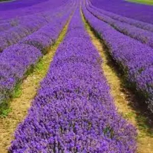 Лаванда Лаванда