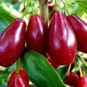 Кизил Кизил