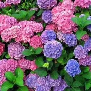 Гортензія Гортензія