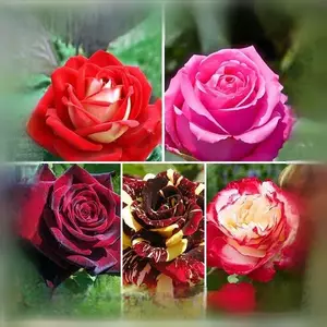 Троянди Троянди