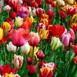 Цибулини тюльпанів Цибулини тюльпанів