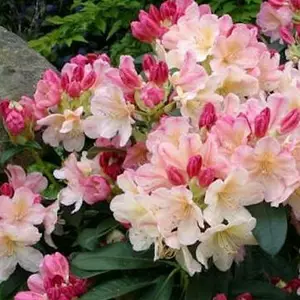 Рододендрони Рододендрони