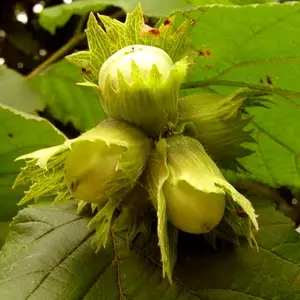 Фундук Фундук