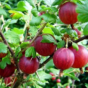 Аґрус Аґрус