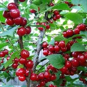 Вишні Вишні