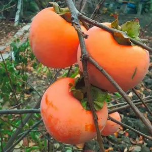 Хурма Хурма