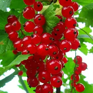 Порічки Порічки