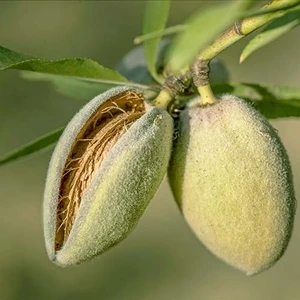 Мигдаль Мигдаль