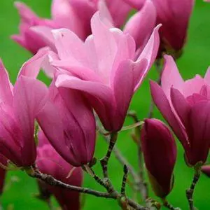 Саджанці Магнолії Саджанці Магнолії