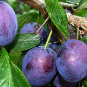 Сливи Сливи