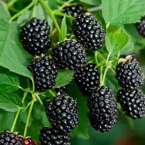 Ожина Ожина