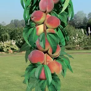 Колоновидні дерева Колоновидні дерева