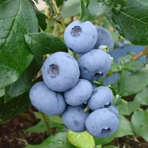 Лохина Лохина