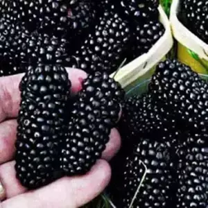 Шовковиця Шовковиця