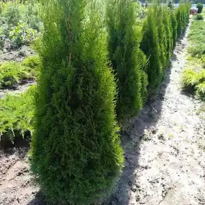 Саджанці Туї Саджанці Туї