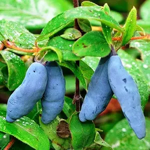 Жимолость Жимолость