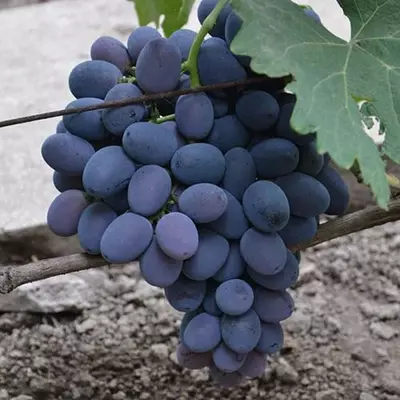 Виноград "Фуршетний"