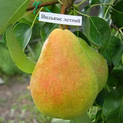 Груша "Бере Вільямс"