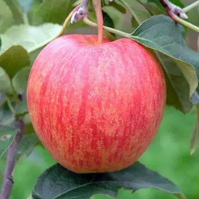 Яблуня "Делькорф"