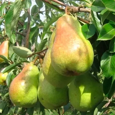 Груша "Дельбарью"