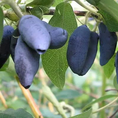 Жимолость "Каріна", 1-річна