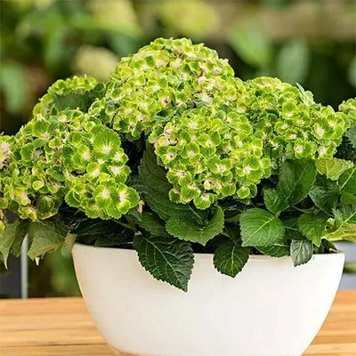 Гортензія Rembrandt Vibrant Verde