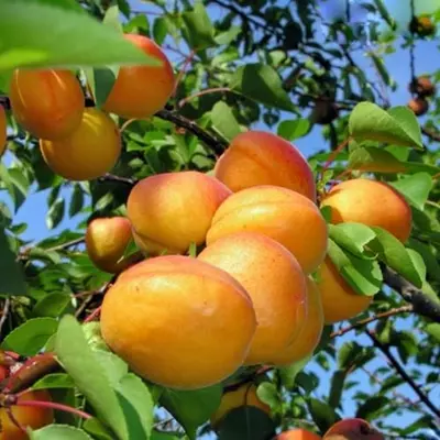 Абрикос "Цегледі Бібер"