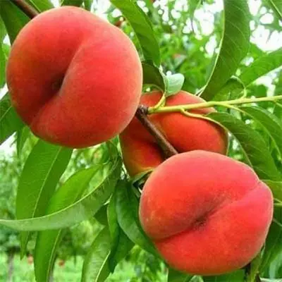 Персик "Сатурн"