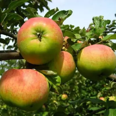 Яблуня "Орловим"