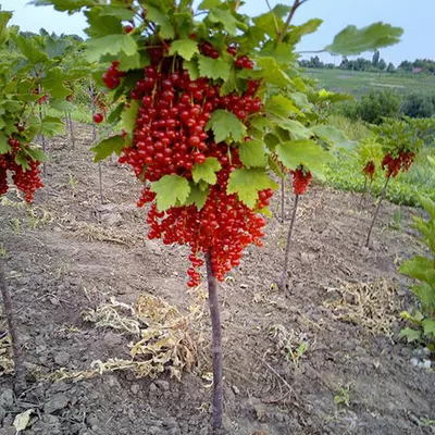 Порічка "Ровада"