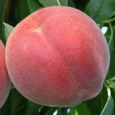 Персик "Алібланка"