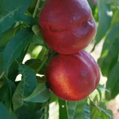 Нектарин "Нектаред"