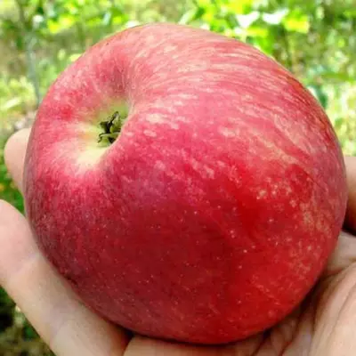 Яблуня "Слава Переможцям"