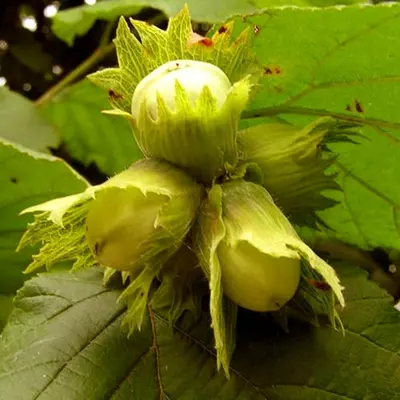 Фундук "Шедевр" 3 - річний