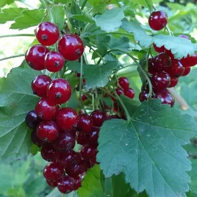 Порічка "Святкова"