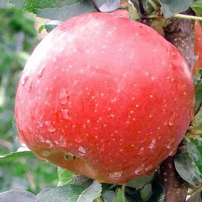 Яблуня "Фуджі"