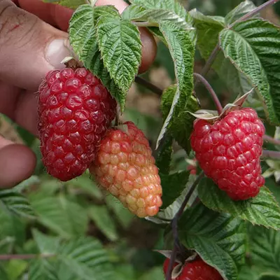 Малина "Зюгана"