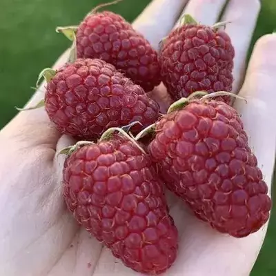 Малина "Полісся"