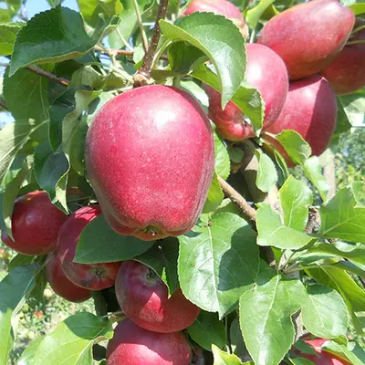 Яблуня "Моді"