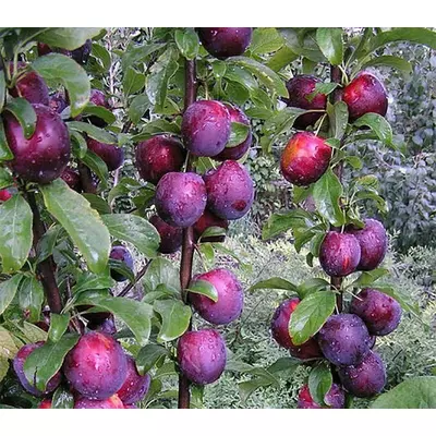 Слива колоновидна "Блю Світ"